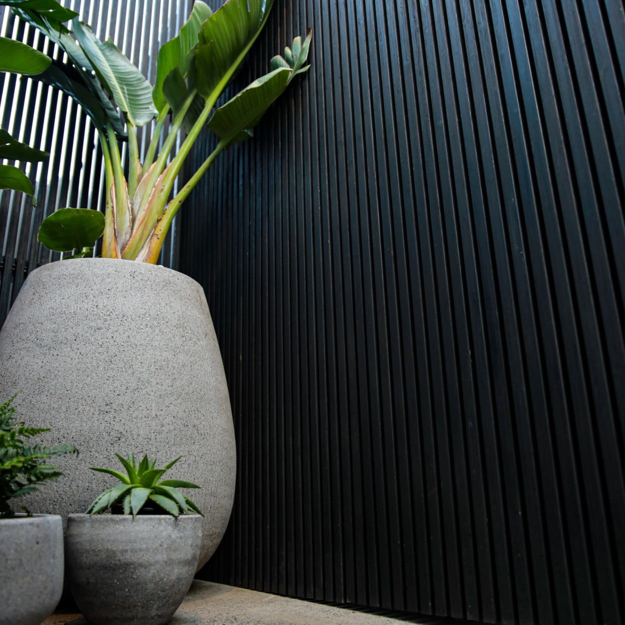 Black Bamboo Fence Slats with Pot Plant