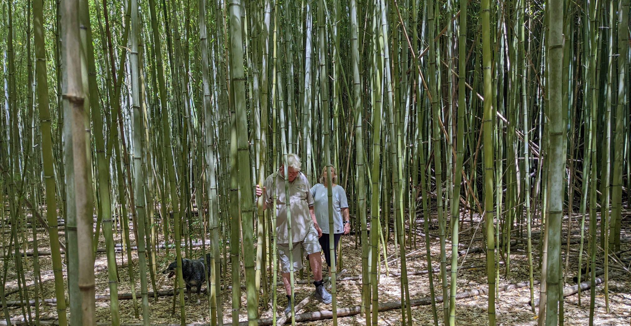 Native Bamboo