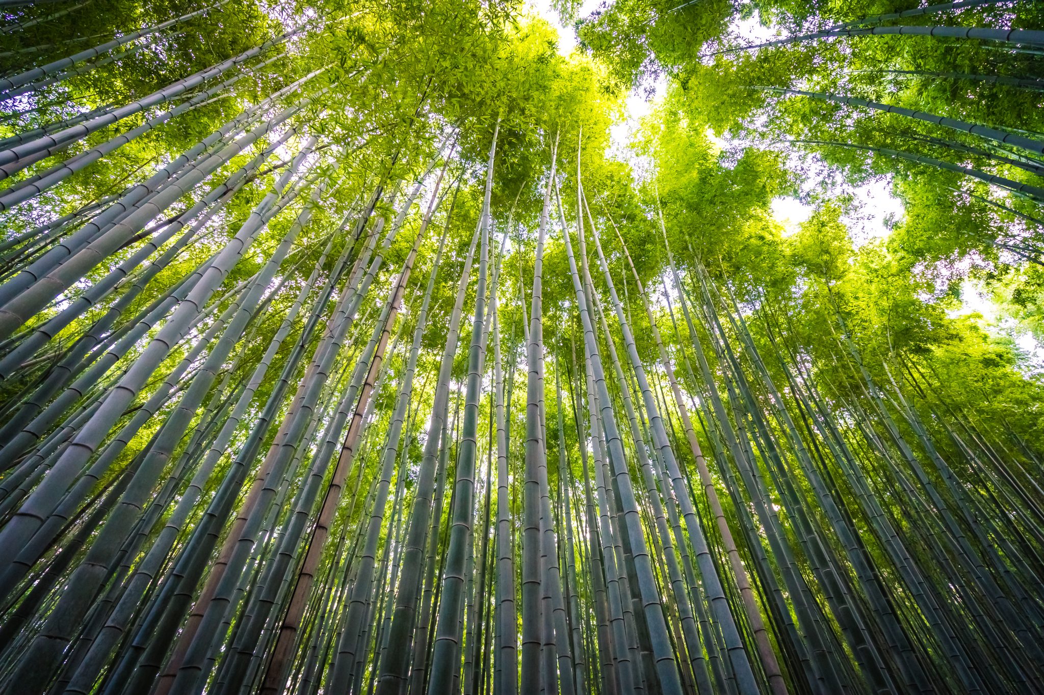 Climate change’s most fearsome warrior…bamboo!